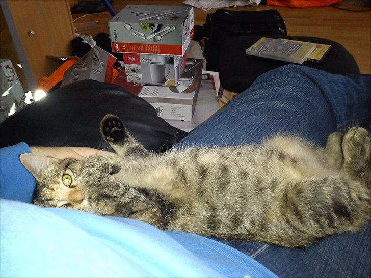 Blanding af racer pjuske  billede 7