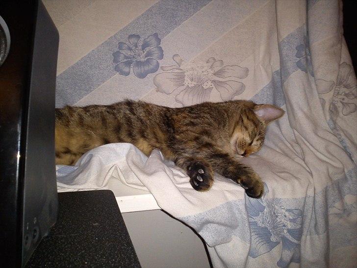 Blanding af racer pjuske  billede 8