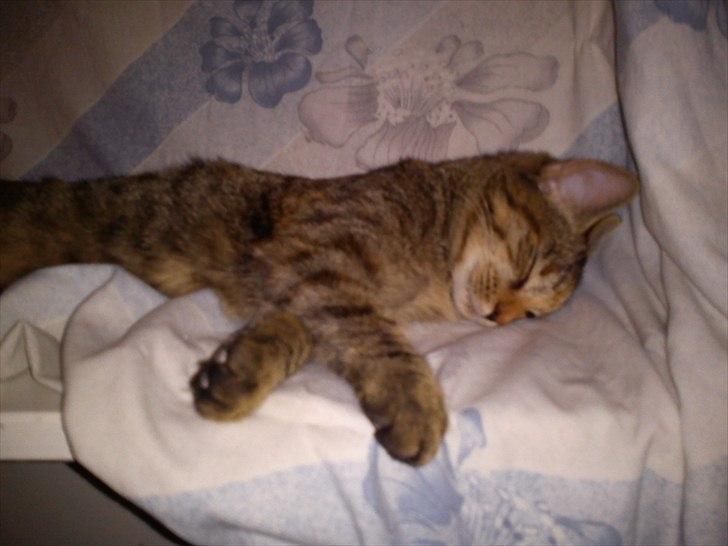 Blanding af racer pjuske  billede 9