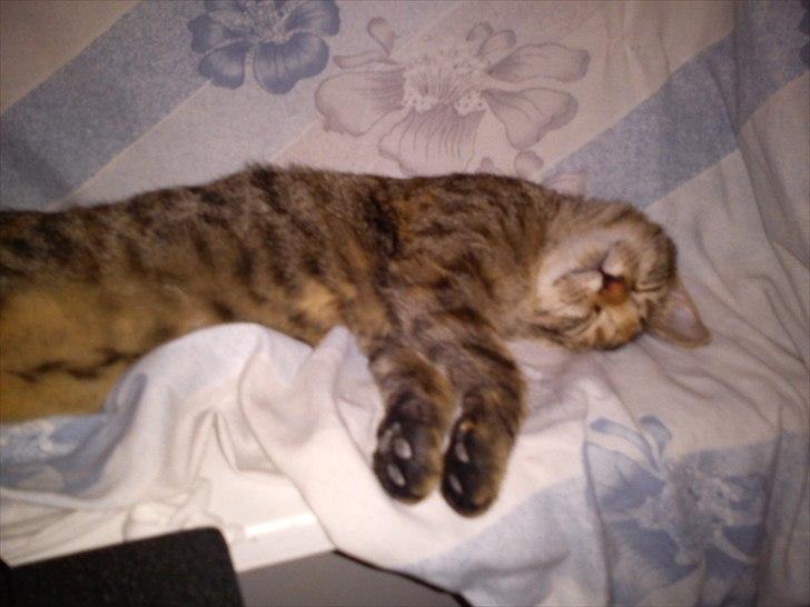 Blanding af racer pjuske  billede 10