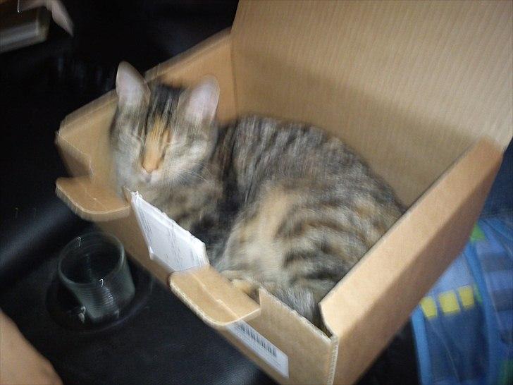 Blanding af racer pjuske  billede 11