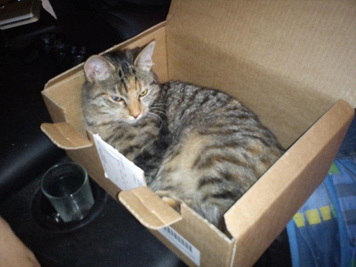 Blanding af racer pjuske  billede 12