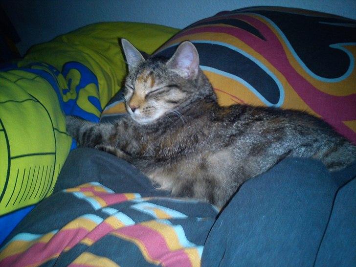 Blanding af racer pjuske  billede 13