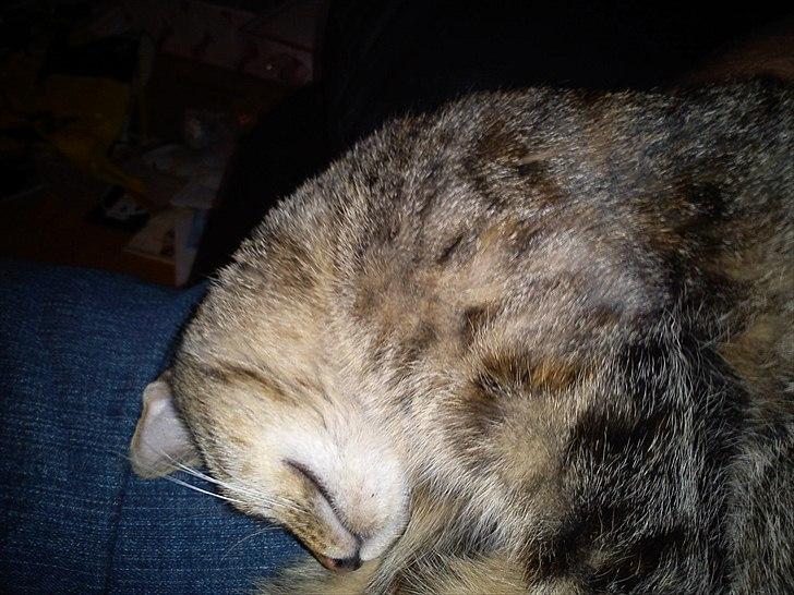 Blanding af racer pjuske  billede 14