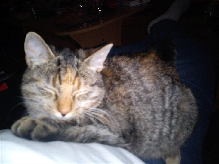 Blanding af racer pjuske  billede 15