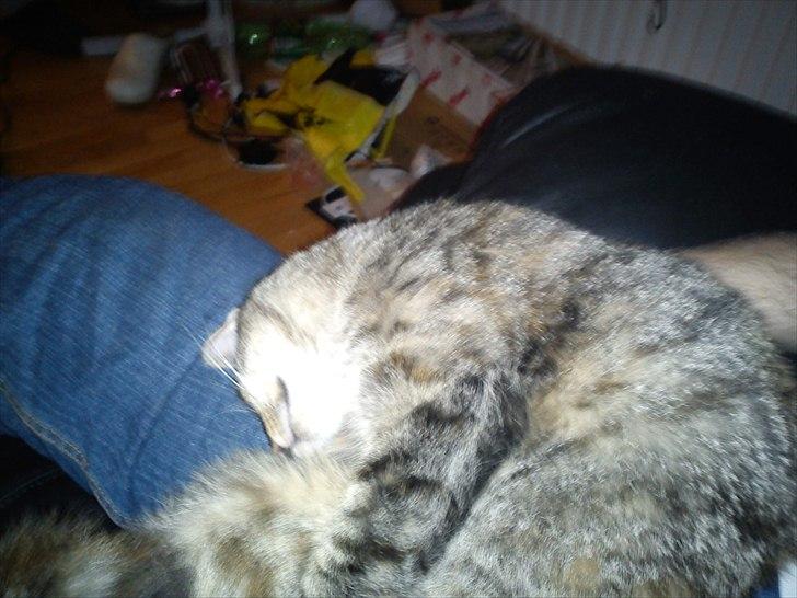 Blanding af racer pjuske  billede 16