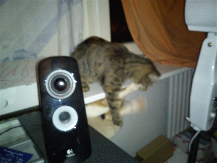 Blanding af racer pjuske  billede 17