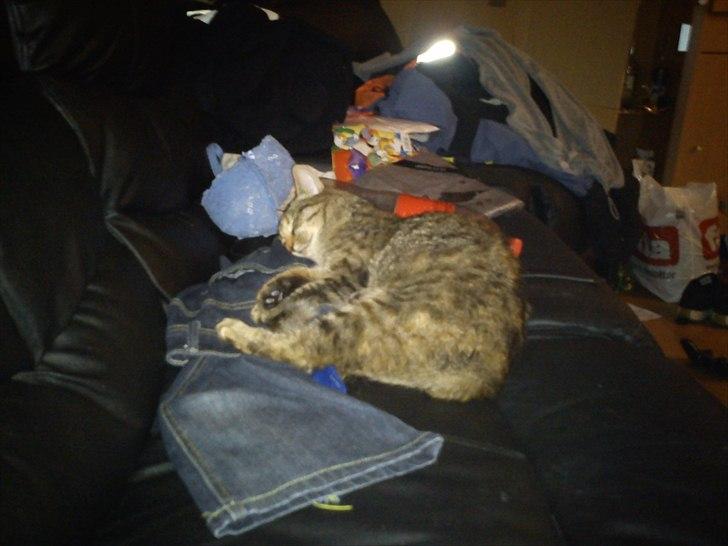 Blanding af racer pjuske  billede 18