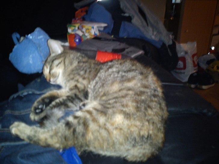 Blanding af racer pjuske  billede 19