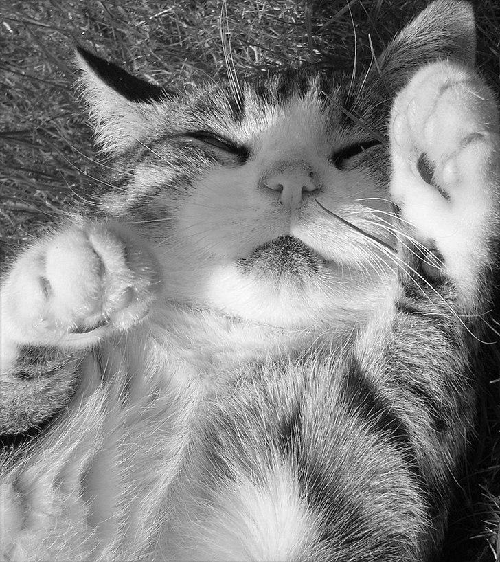 Blanding af racer Mille - Savnes. billede 12