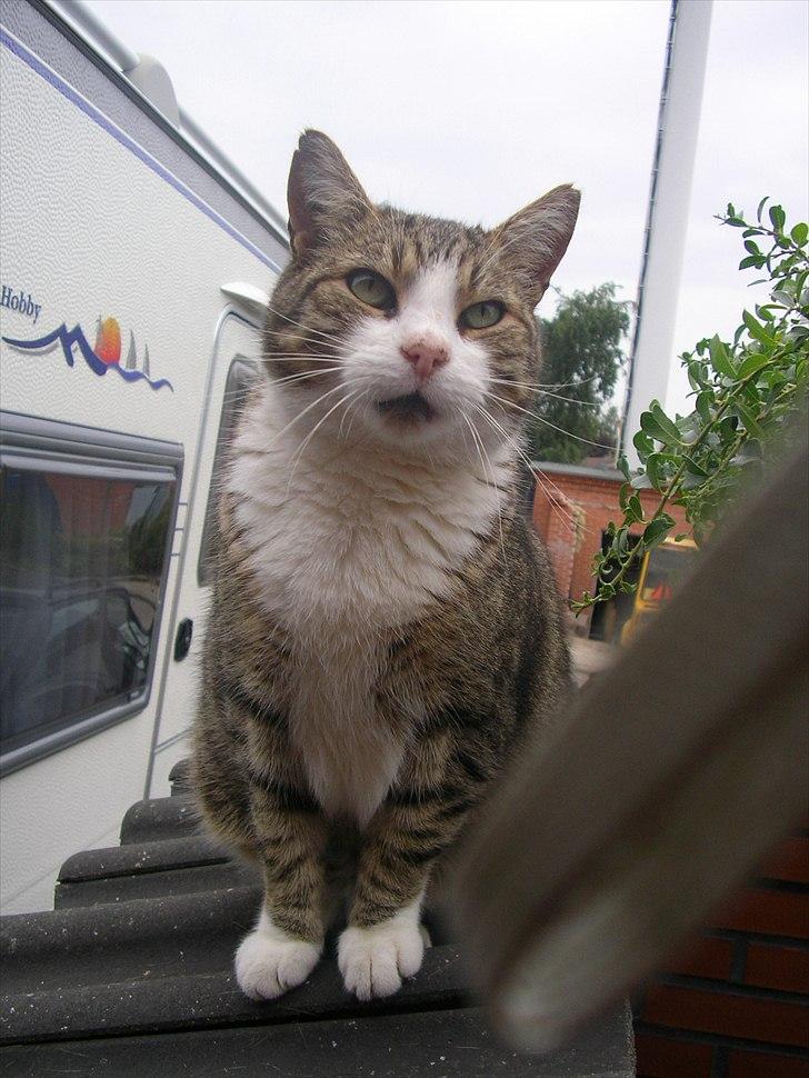 Blanding af racer Mille - Savnes. billede 13