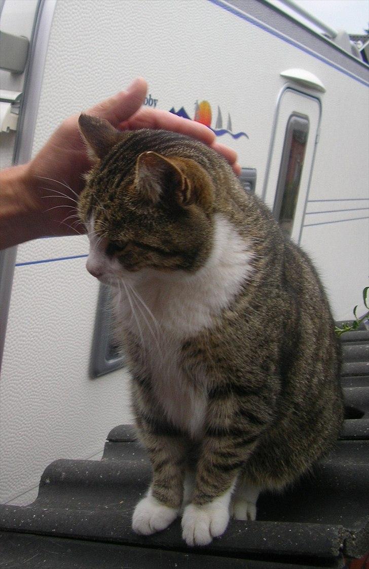 Blanding af racer Mille - Savnes. billede 14