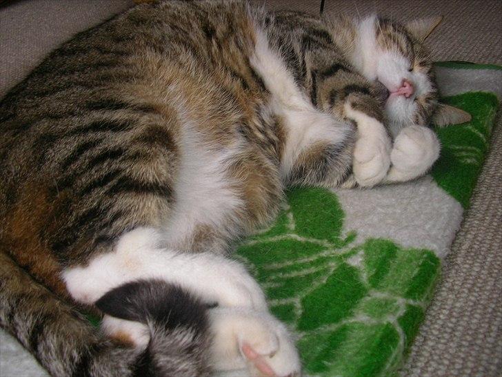 Blanding af racer Mille - Savnes. billede 15