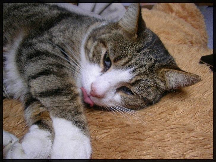 Blanding af racer Mille - Savnes. billede 16