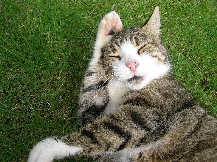 Blanding af racer Mille - Savnes. billede 17