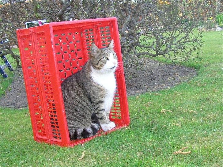 Blanding af racer Mille - Savnes. billede 18