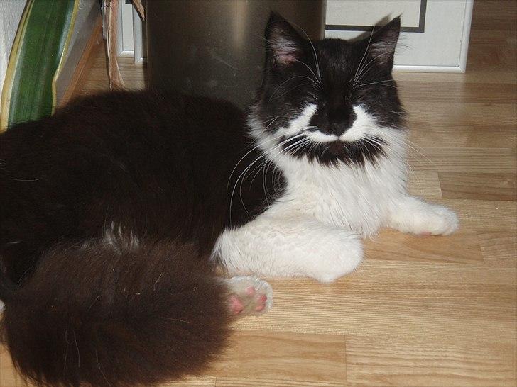 Maine Coon Gizmo (R.I.P) billede 1