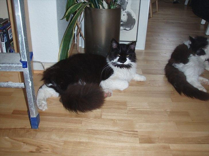 Maine Coon Gizmo (R.I.P) billede 2