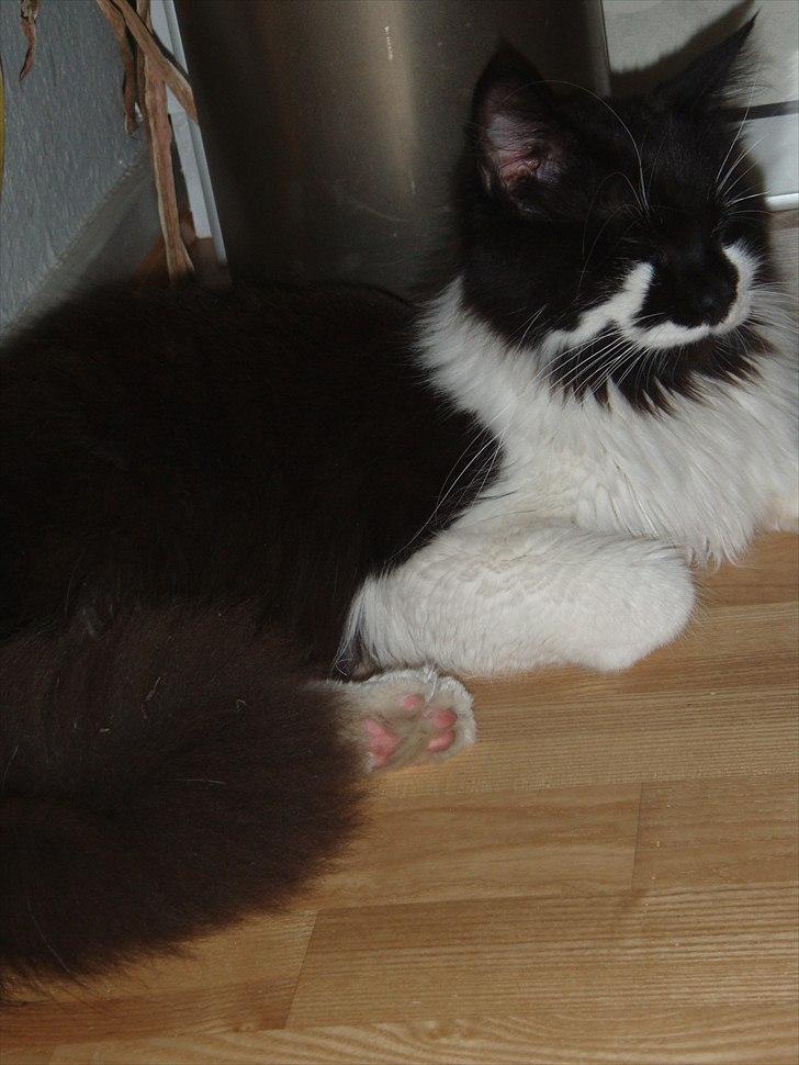 Maine Coon Gizmo (R.I.P) billede 3