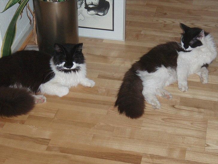 Maine Coon Gizmo (R.I.P) billede 4