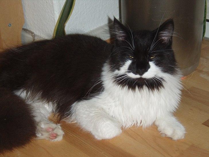 Maine Coon Gizmo (R.I.P) billede 5