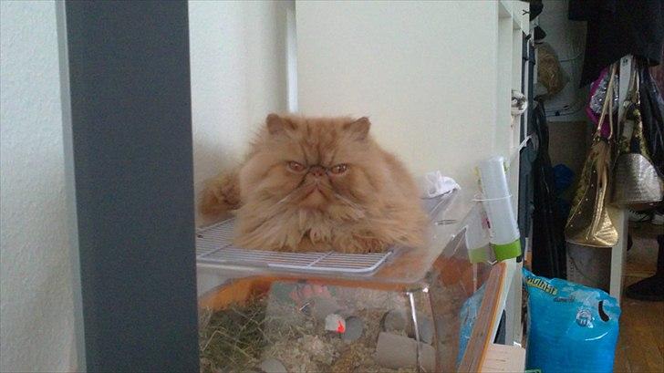 Perser Henry - ELSKER og ligge ovenpå hamsterburet billede 1