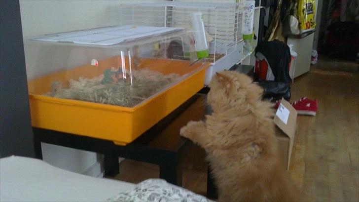 Perser Henry - Det nu heller ikke dårligt at kigge på hva de render rundt og laver.. billede 2