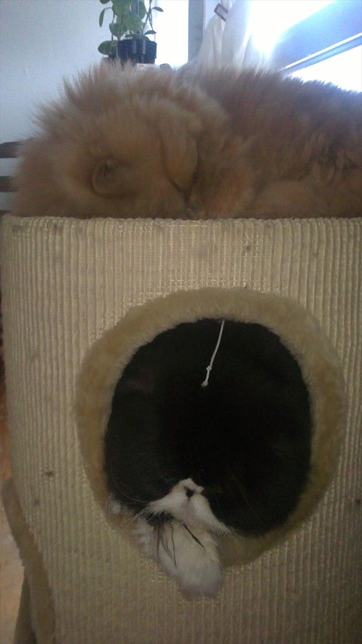 Perser Henry - Lille middagslur på vores kradsetønde billede 3