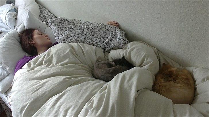 Perser Henry - Mor skal da ikke sove alene :) billede 4