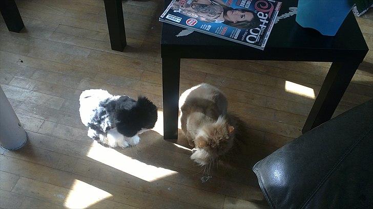 Perser Henry - Sommer klippet.... ØV billede 6