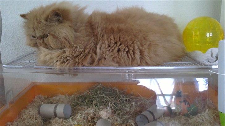 Perser Henry - :) billede 7