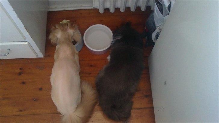 Perser Henry - Mmmmmm mad :) billede 8