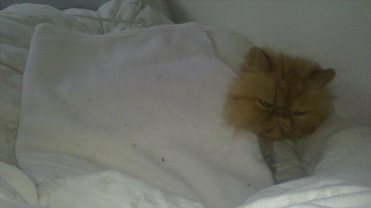 Perser Henry - Varme puden er bare det bedste i verden billede 9