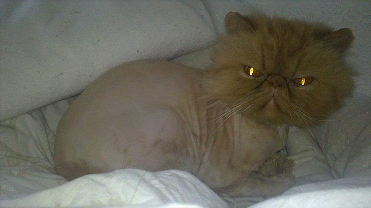 Perser Henry - Smukke henry ny klippet billede 10