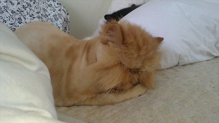 Perser Henry - Er han ikke bare den smukkeste? billede 12