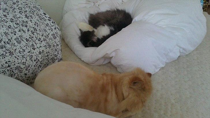 Perser Henry - MMmmmmmmm Mors seng og middagslur= The good life billede 13