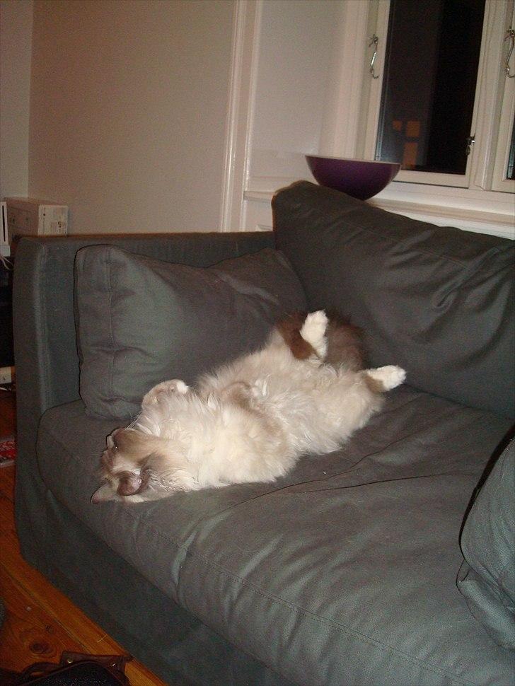 Hellig Birma Newton - Newton elsker at ligge på ryggen og se tv :) billede 2