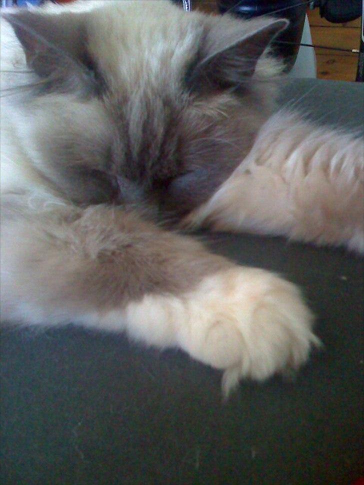 Hellig Birma Newton billede 5