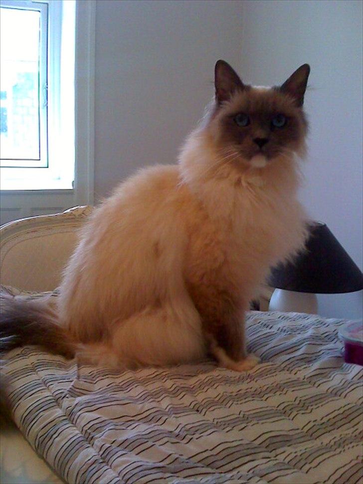 Hellig Birma Newton billede 4