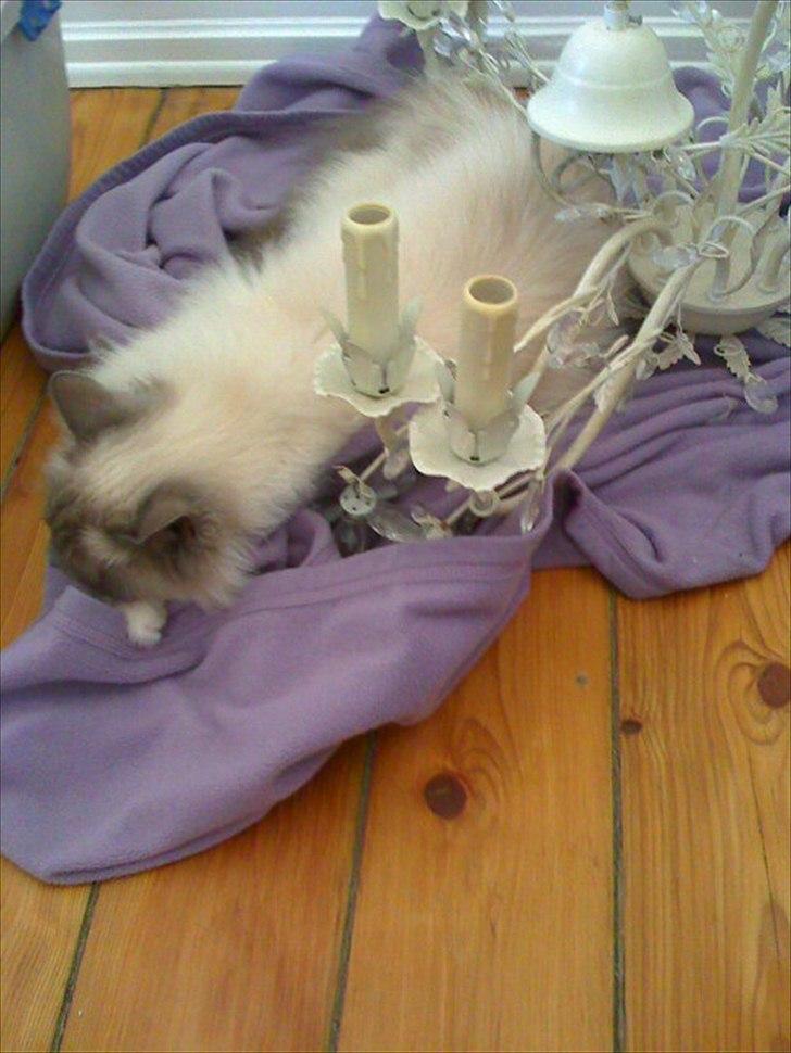 Hellig Birma Newton billede 9