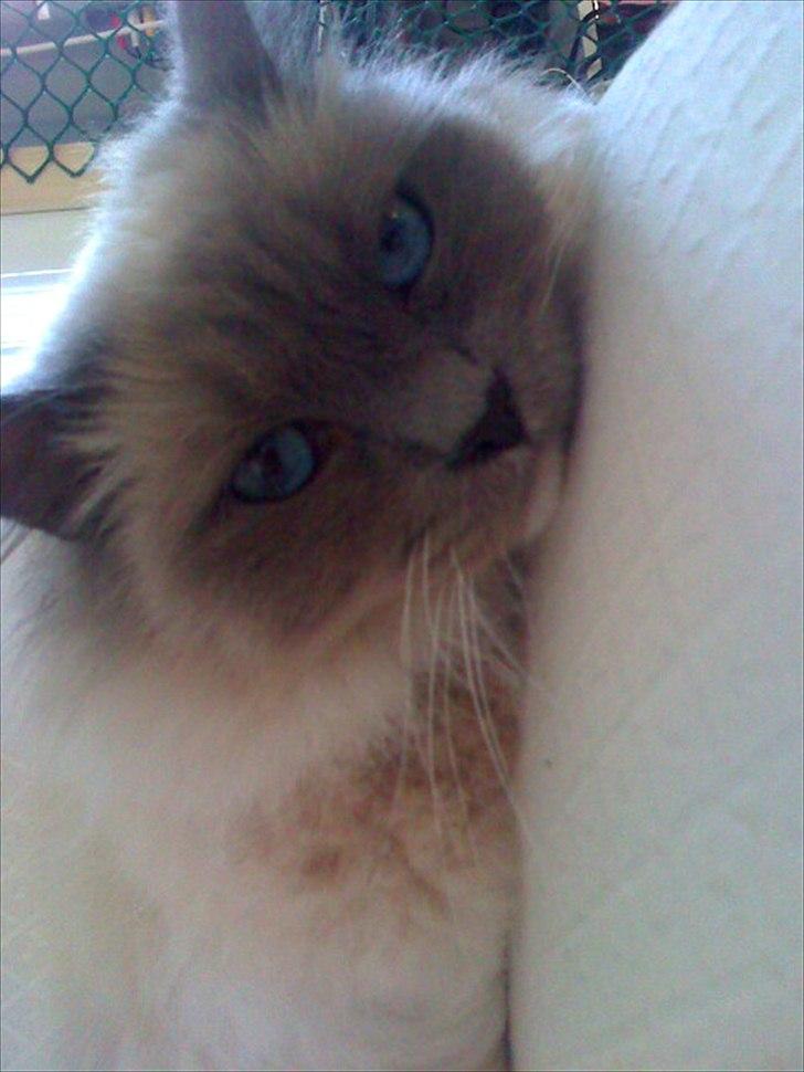 Hellig Birma Newton billede 7