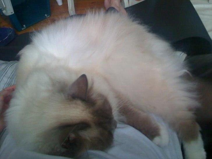 Hellig Birma Newton - Altid godt at ligge hos mor. billede 6