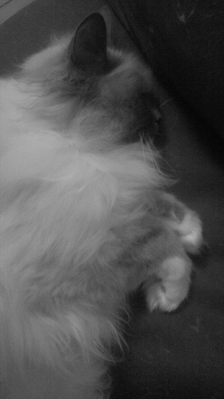 Hellig Birma Newton billede 3