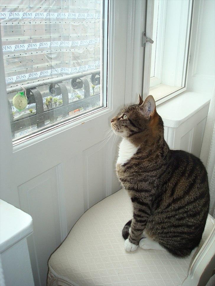 Huskat Dory - Kigger efter fugle... billede 2