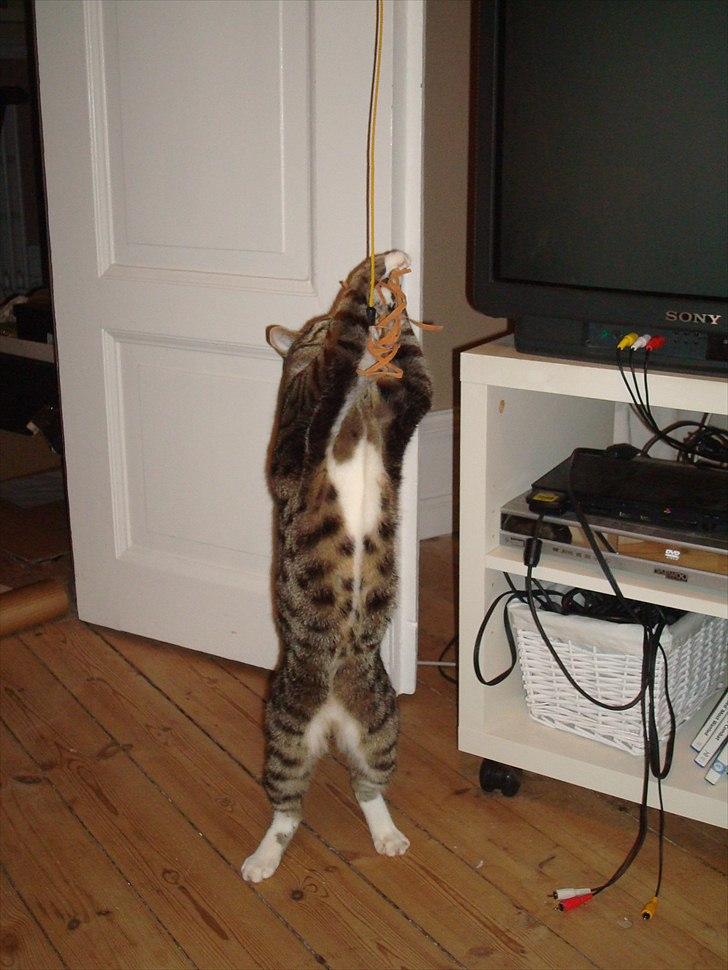 Huskat Dory - Se hvor farlig jeg er! billede 3