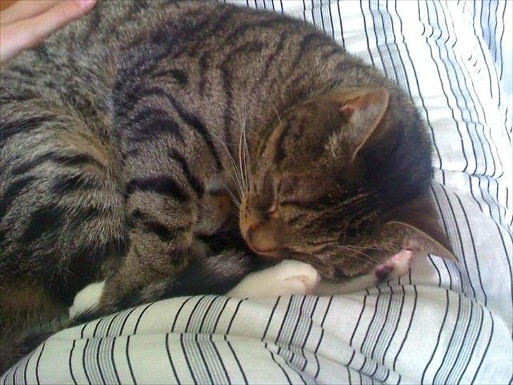 Huskat Dory - Min lille krøllebølle billede 4