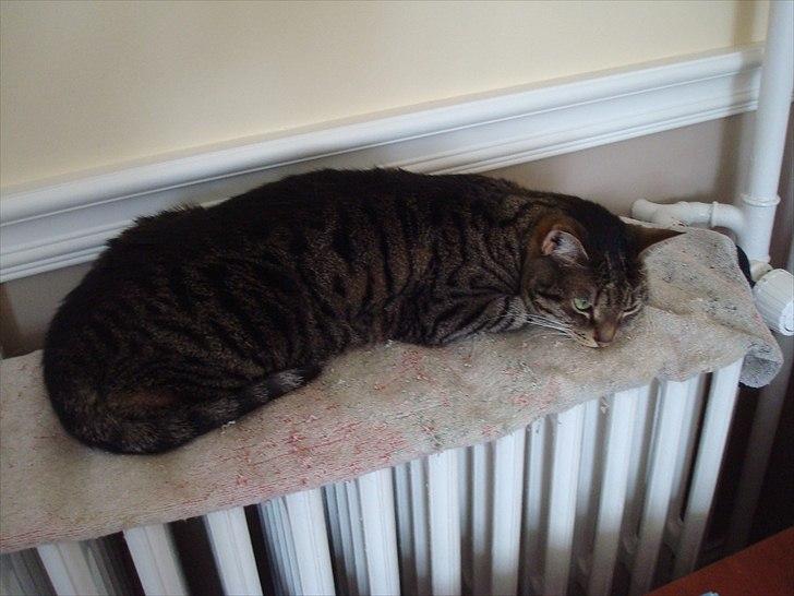 Huskat Dory billede 5