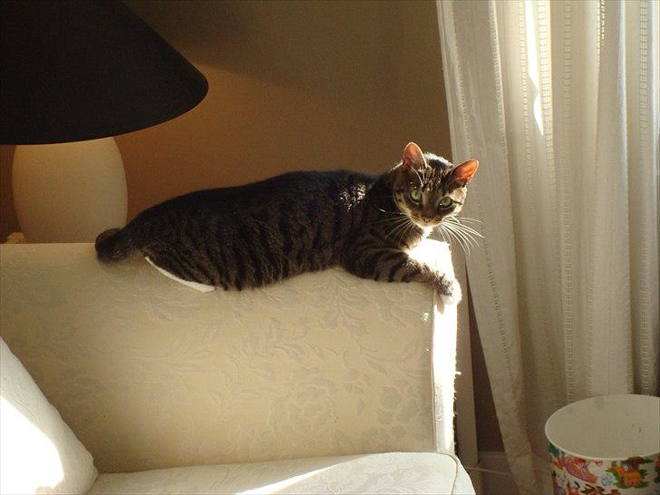 Huskat Dory billede 6