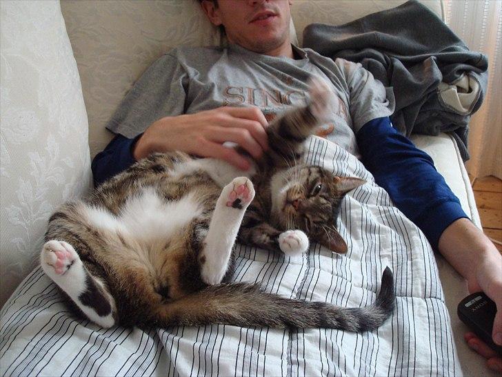 Huskat Dory billede 7