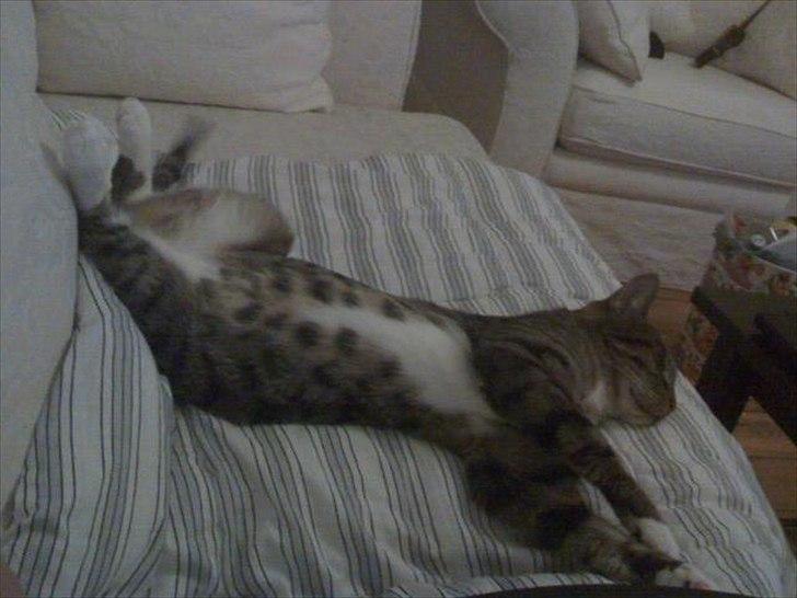 Huskat Dory - Har fået for meget god mad, så slår lige mave :) billede 8